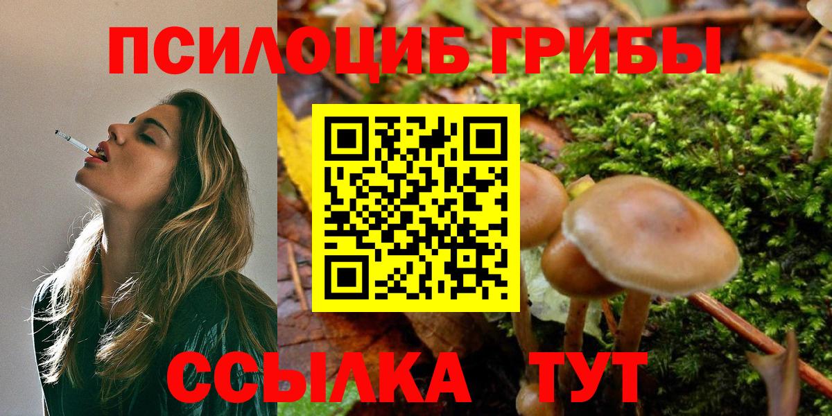 Псилоцибиновые грибы Cubensis Всеволожск